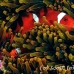 anemonefish_spinecheek_mid_h_0705_png1343.jpg